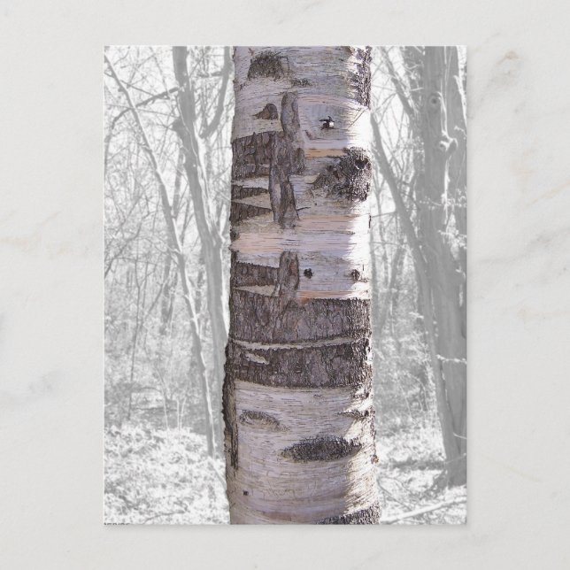 Birch Tree Postcard (Front)