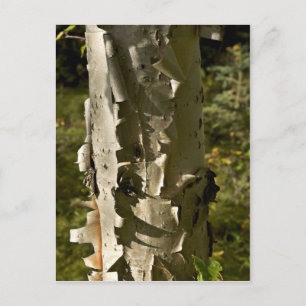 Birch tree postcard