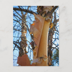 Birch tree shedding bark postcard