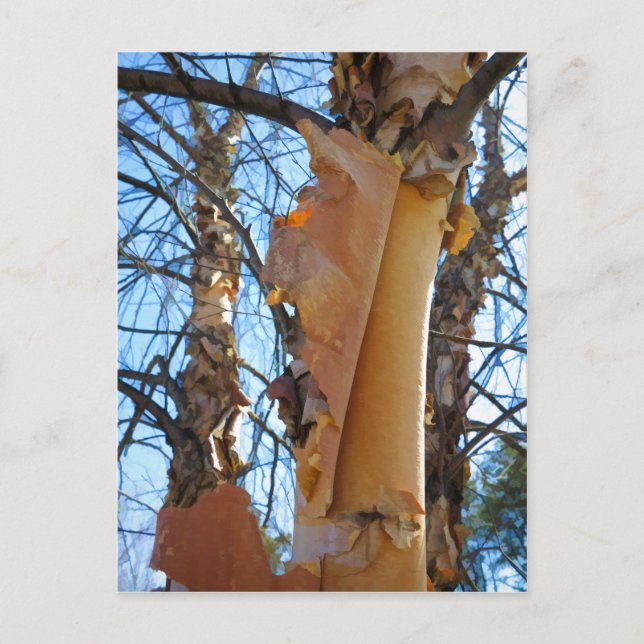 Birch tree shedding bark postcard (Front)