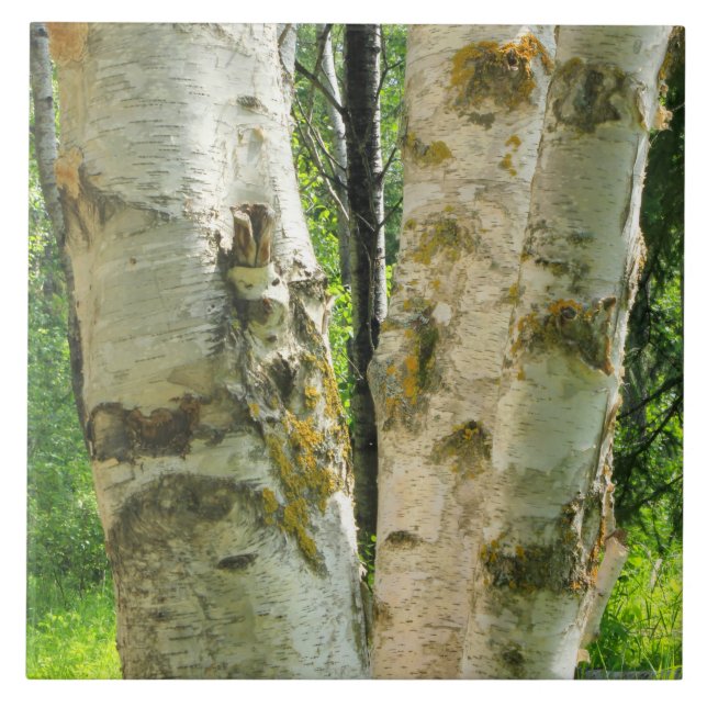 Birch Tree Tile (Front)