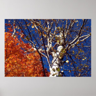 Birch Tree Top Poster