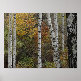 Birch Trees Autumn Photo Value Poster Paper