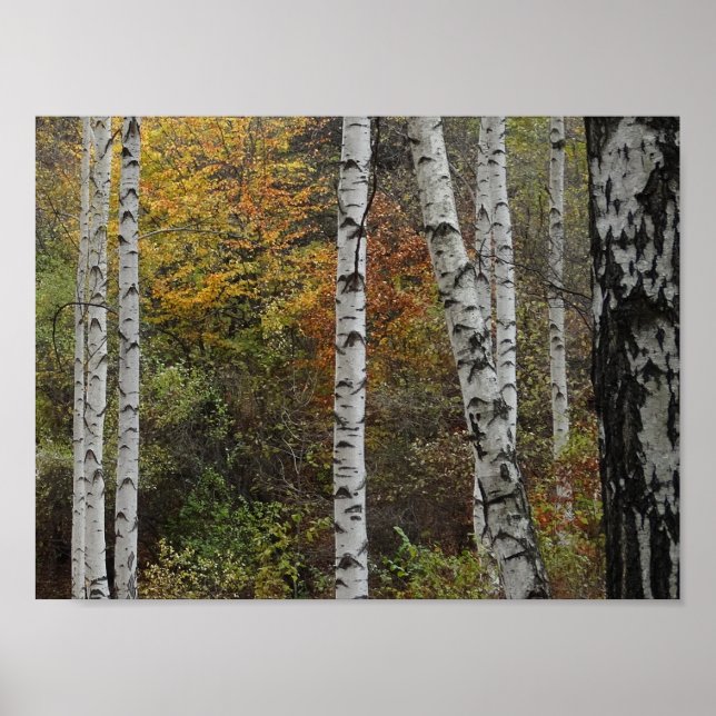 Birch Trees Autumn Photo Value Poster Paper (Front)