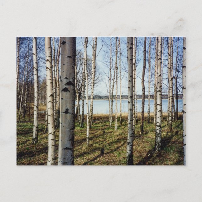 Birch trees forest in Finland Postcard (Front)