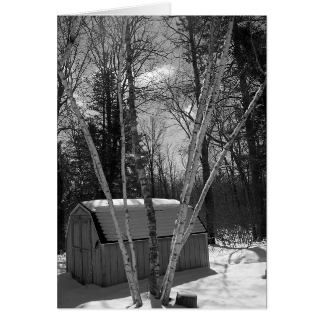 Birch Trees in B&W in snow (Front)