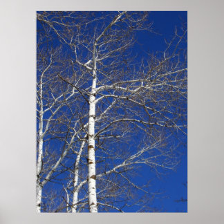 Birch Trees in Blue Poster