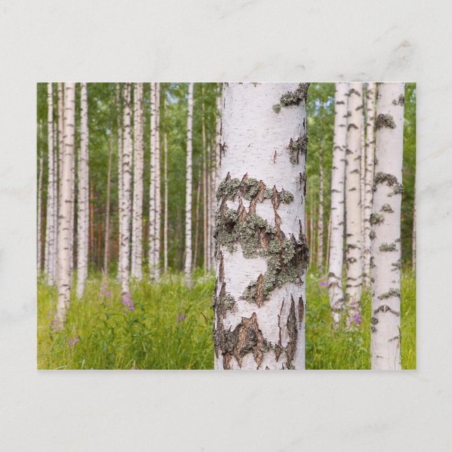 birch trees in Finnish forests Postcard (Front)