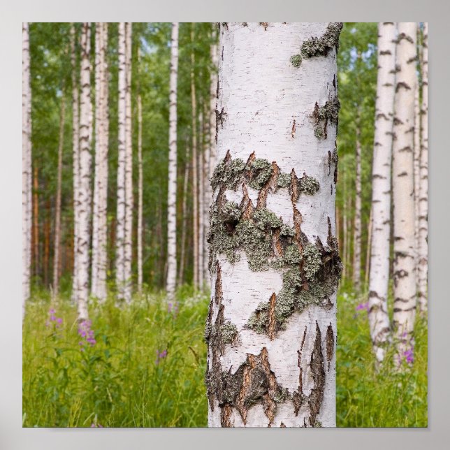 birch trees in Finnish forests Poster (Front)