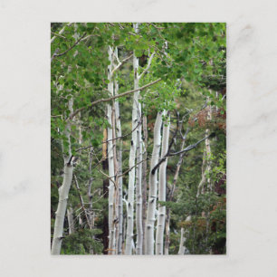 Birch Trees Mount Charleston Nevada Postcard