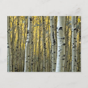 birch trees postcard