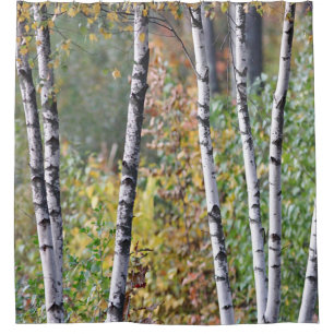 Birch Trees Shower Curtain