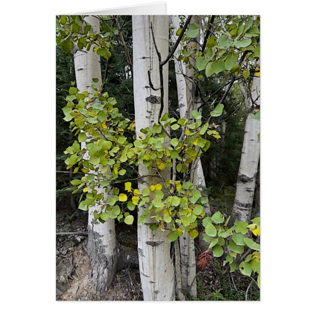 Birch Trees Skilak - 5" x 7" Art Card (Front)