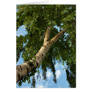 birch umbrella