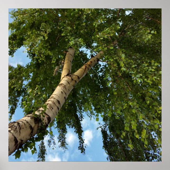 birch umbrella poster (Front)