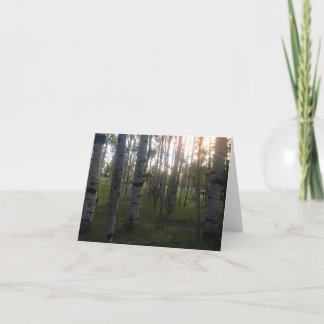 Birches in the Morning Card