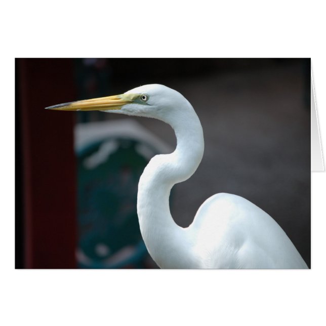 Bird (Front Horizontal)