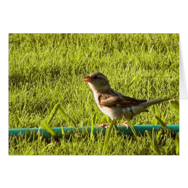 Bird (Front Horizontal)