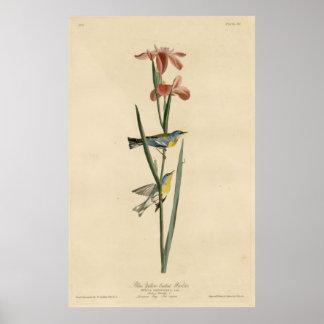 Bird, America, Blue Yellow Backed Warbler, Audubon Poster