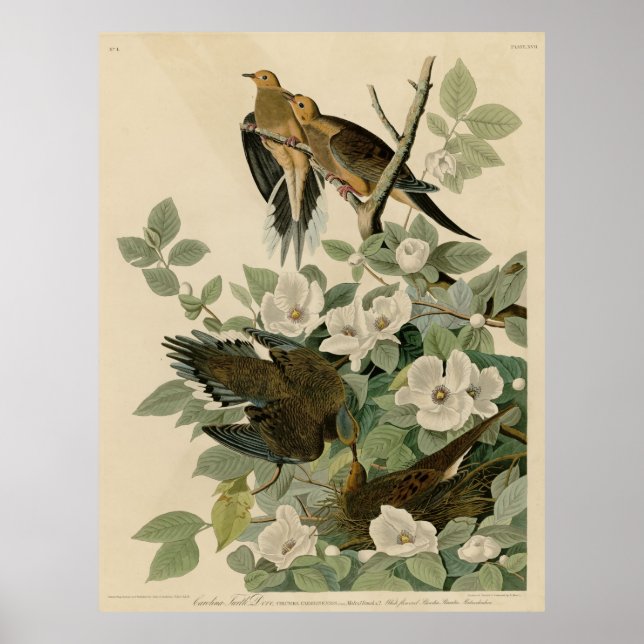Bird, America, Carolina Turtle Dove, Audubon, Vint Poster (Front)
