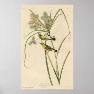 Bird, America, Prairie Warbler, Audubon, Vintage Poster