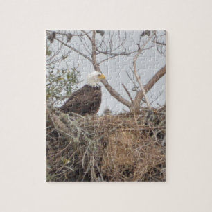 Bird American Bald Eagle Eaglet Nest Nature Jigsaw Puzzle