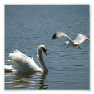 Bird and Swan Playing on a Photo Print