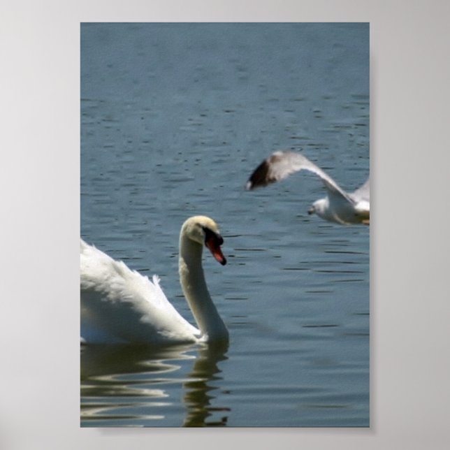 Bird and Swan Playing on a  Poster (Front)
