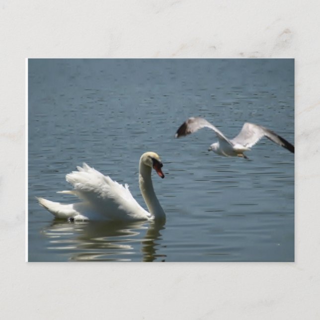 Bird and Swan Postcard (Front)