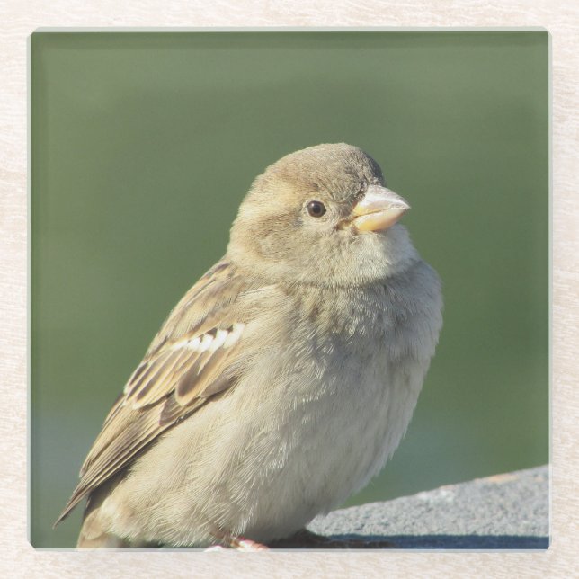 Bird Animal Photo Small Brown House Sparrow Glass Coaster (Front)