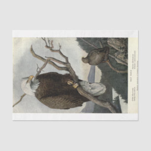 Bird Bald Eagle Ephemera Decoupage Tissue Paper