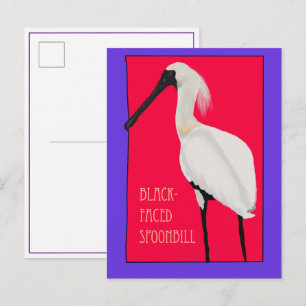 Bird -- Black Faced Spoonbill Postcard