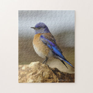 Bird, Bluebird, Jigsaw Puzzle