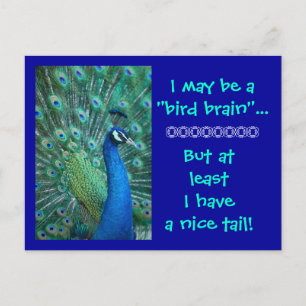 Bird Brain But Nice Tail Postcard