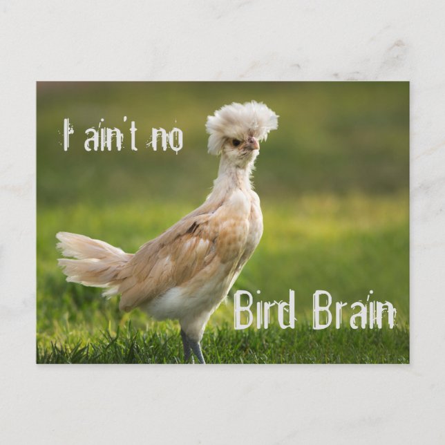 Bird Brain Funny Chicken Postcard (Front)