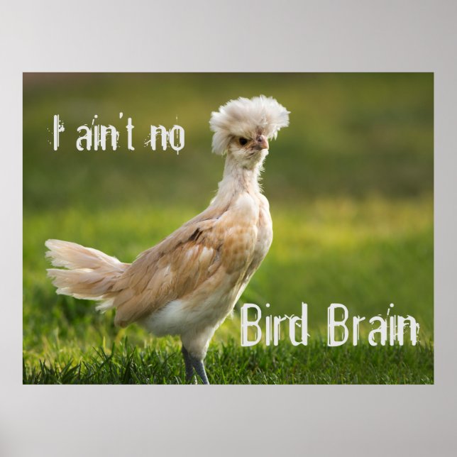 Bird Brain Funny Chicken Poster (Front)