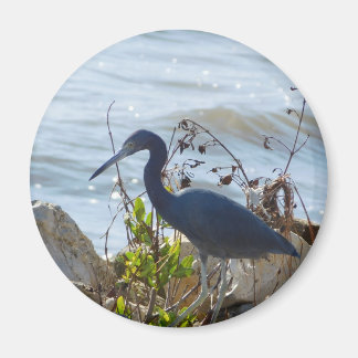 Bird By the Bay Little Blue Heron Safety Harbour  Magnet