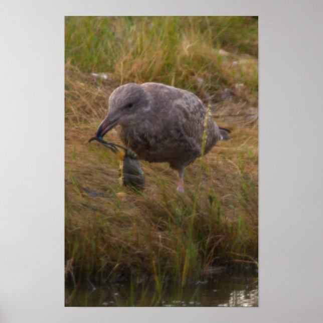 Bird Caught Crab Poster (Front)