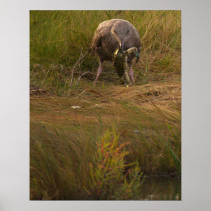 Bird Caught Crab Poster