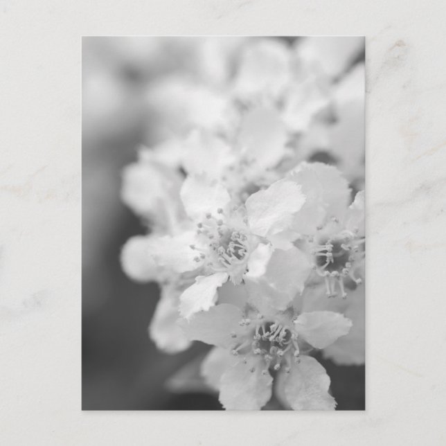 Bird cherry blossoms in black and white postcard (Front)