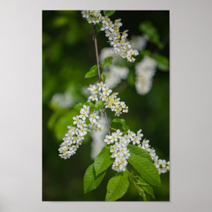 Bird Cherry Tree Blossoms Flowers Green White Poster