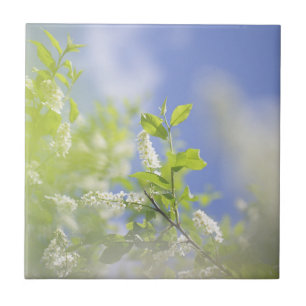 Bird Cherry Tree Blossoms Flowers Sky Ceramic Tile