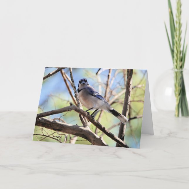 Bird Collection: Blue Jay (blank notes) Card (Front)
