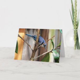 Bird Collection: Blue Jay (blank notes) Card