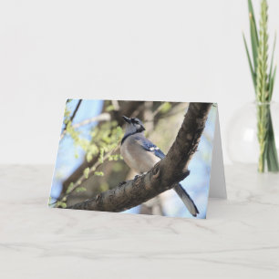 Bird Collection: Blue Jay (blank notes) Card