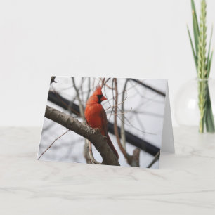 Bird Collection: Northern Cardinal (blank notes) Card