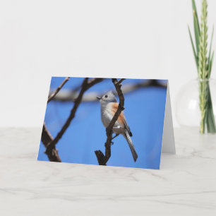 Bird Collection: Tufted Titmouse (blank notes) Card