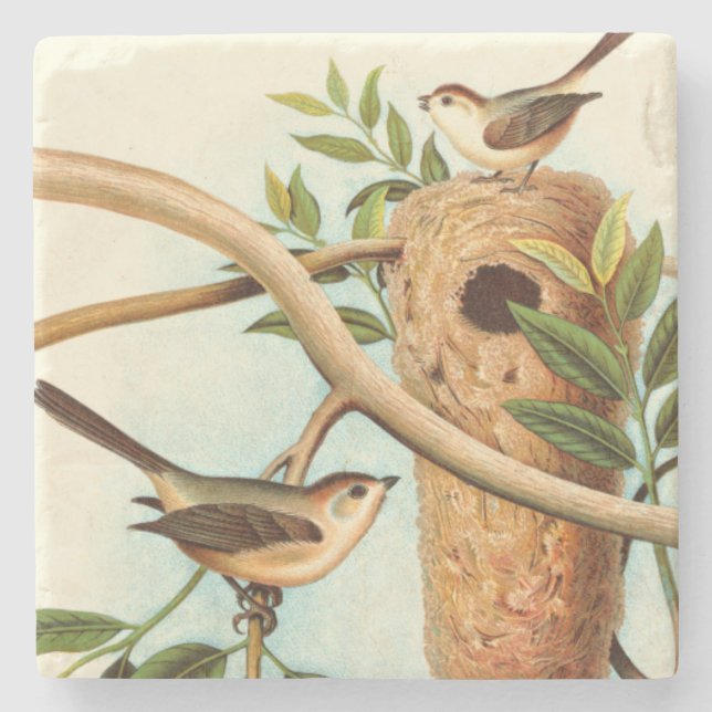 Bird Couple on a Nest Perched on a Branch Stone Coaster (Front)