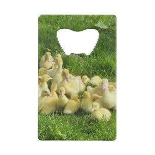 bird, duck, duckling, yellow, nature, cute, baby,