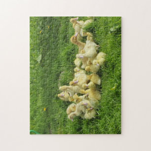 bird, duck, duckling, yellow, nature, cute, baby, jigsaw puzzle